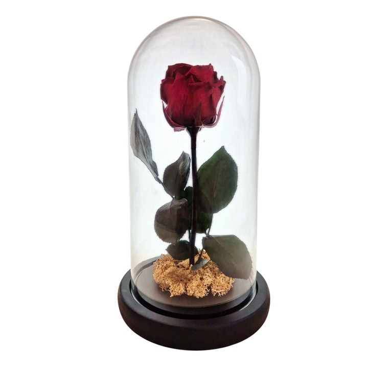 Cupola de sticla cu trandafir criogenat Burgundy, coada criogenata si licheni alb natural – 25 x 12 cm – FloraVellé