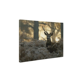 Cerb - Tablou Canvas - 35x45 cm Cerb - Tablou Canvas - 35x45 cm