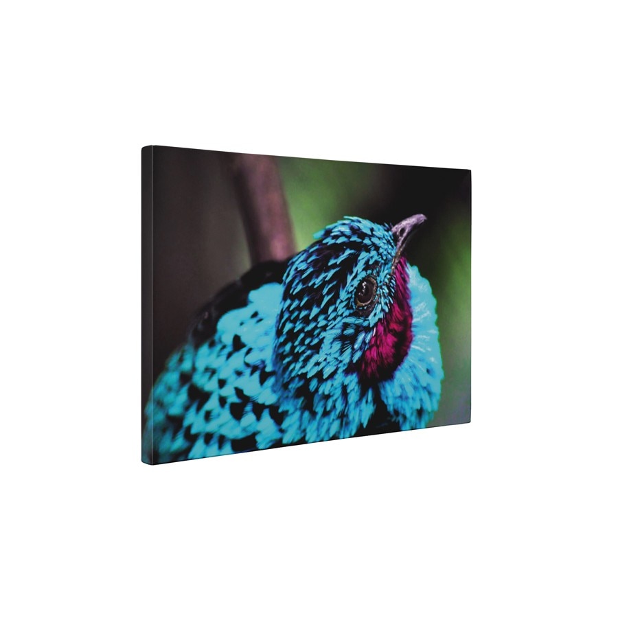 Pasare albastra - Tablou Canvas - 75x100 cm