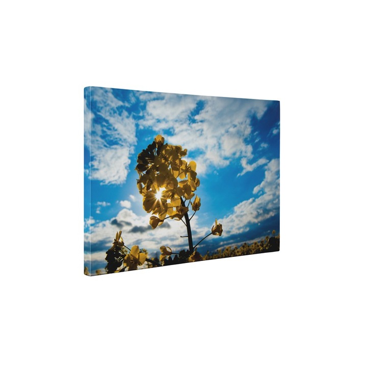 Rapita - Tablou Canvas - 45x60 cm