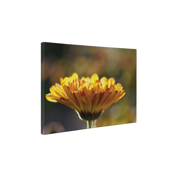 Gerbera - Tablou Canvas - 85x110 cm