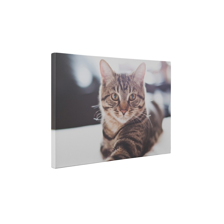 Pisicuta - Tablou Canvas - 60x75 cm