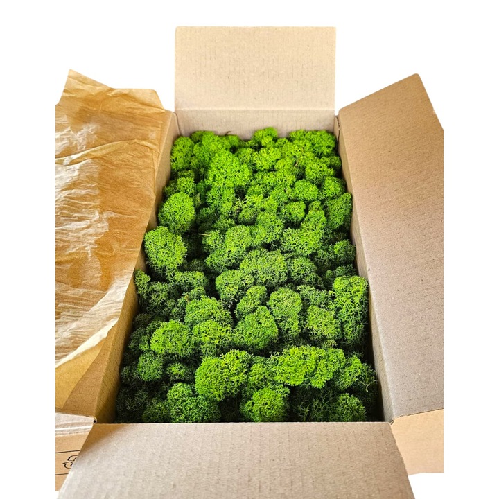 Licheni stabilizati light green 500 g