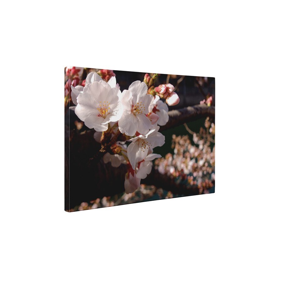 Cires inflorit - Tablou Canvas - 45x60 cm