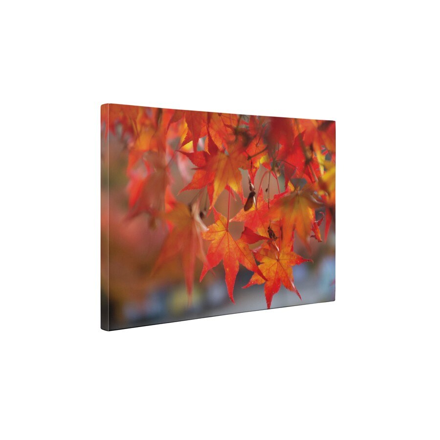 Frunze de artar - Tablou Canvas - 60x80 cm