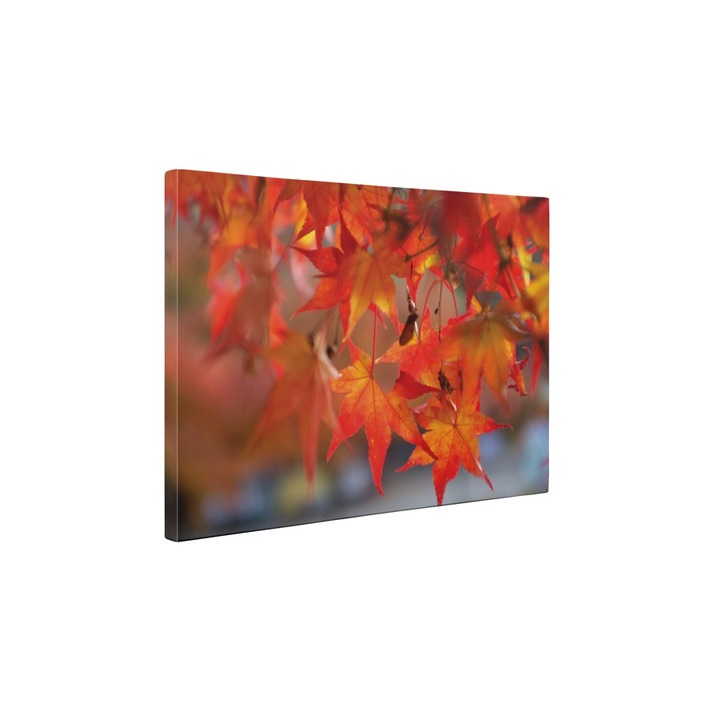 Frunze de artar - Tablou Canvas - 60x80 cm