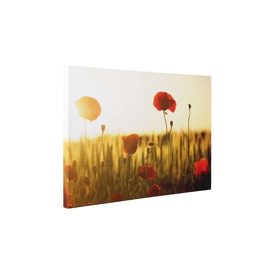 Maci in apus de soare - Tablou Canvas - 60x80 cm