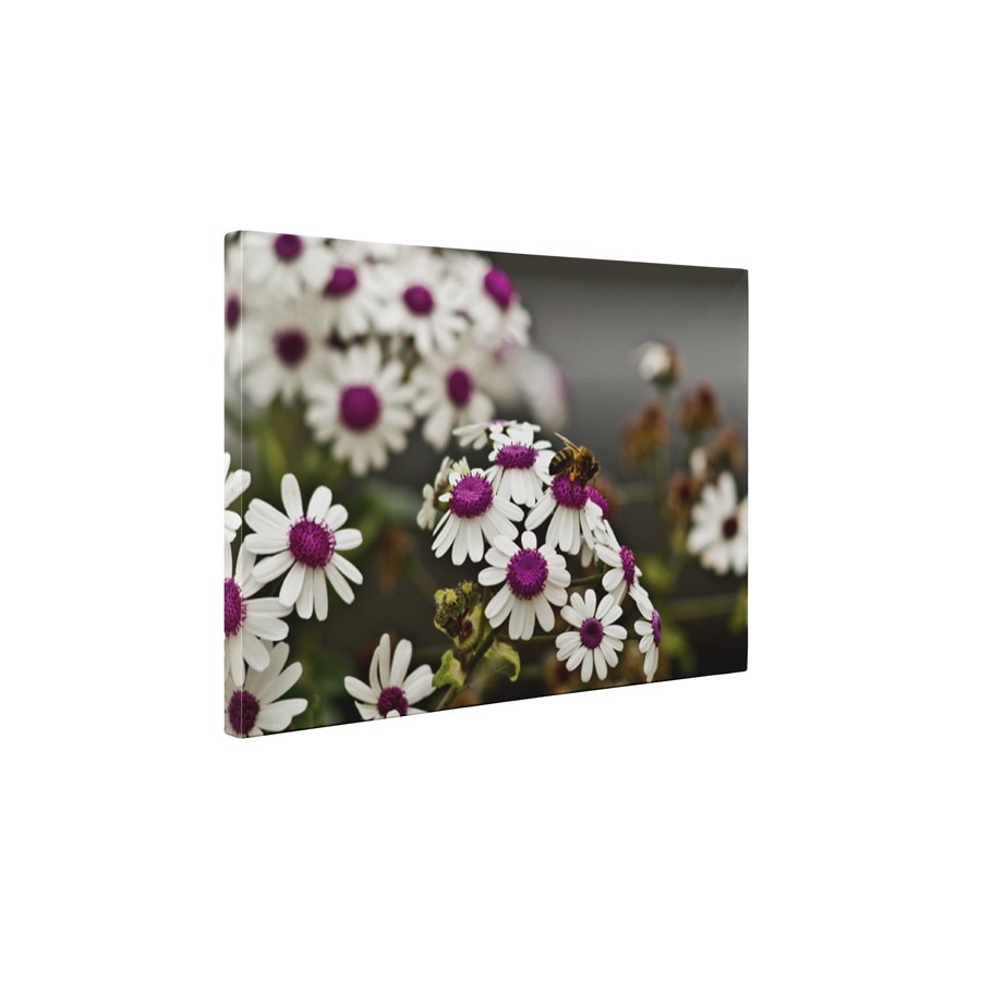 Musetel - Tablou Canvas - 45x60 cm