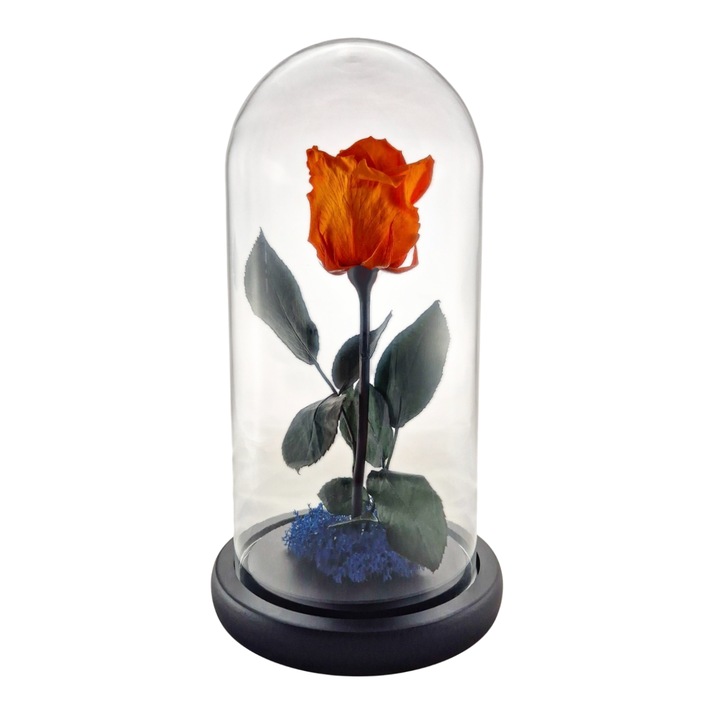 Cupola de sticla cu trandafir criogenat Portocaliu, coada criogenata si licheni Albastru – 25 x 12 cm – FloraVellé