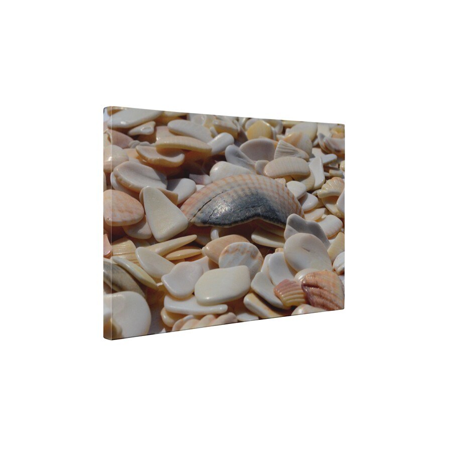 Bucati de scoici - Tablou Canvas - 50x65 cm