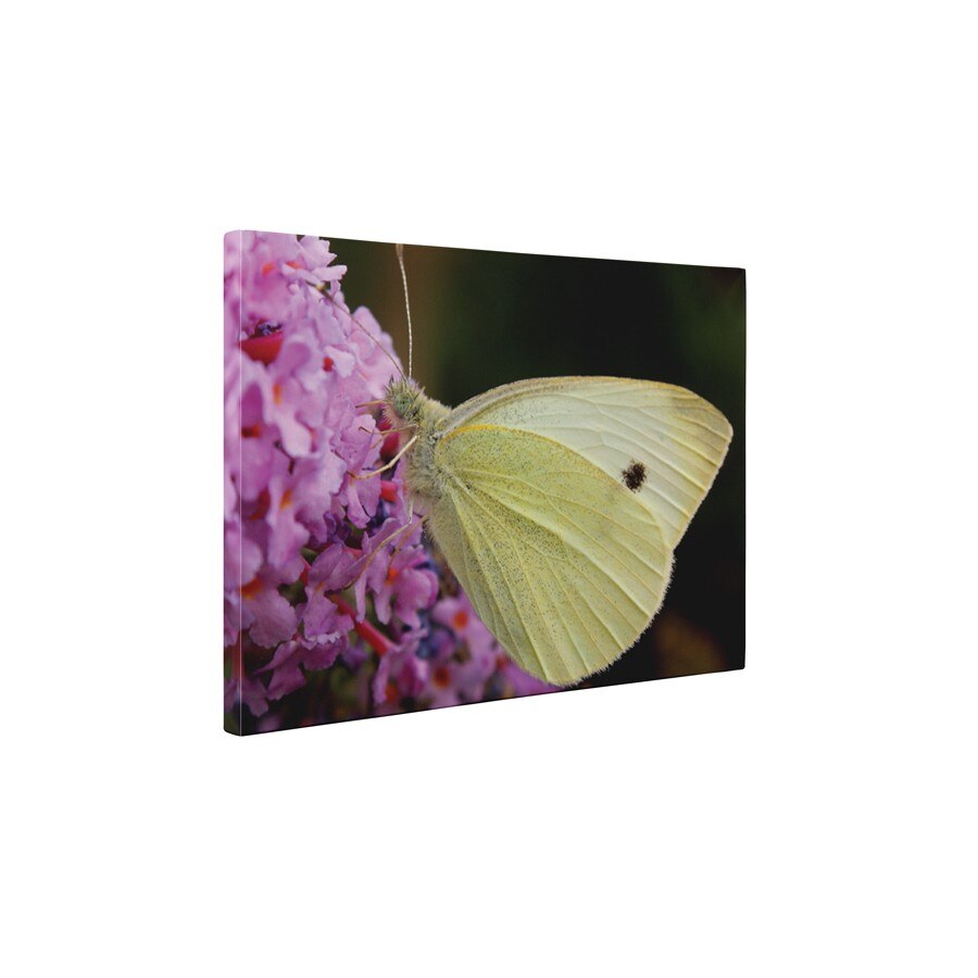 Un fluture - Tablou Canvas - 45x60 cm