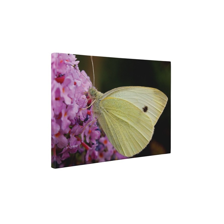 Un fluture - Tablou Canvas - 85x110 cm