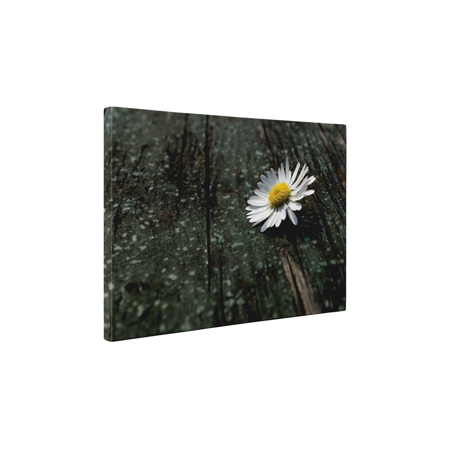 Musetel orfan - Tablou Canvas - 60x75 cm