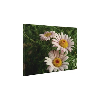 Flori de musetel - Tablou Canvas - 90x120 cm Flori de musetel - Tablou Canvas - 90x120 cm