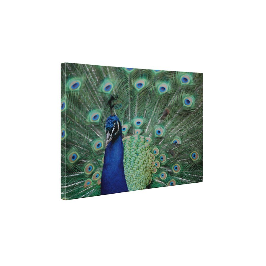 Paunul asiatic - Tablou Canvas - 60x75 cm