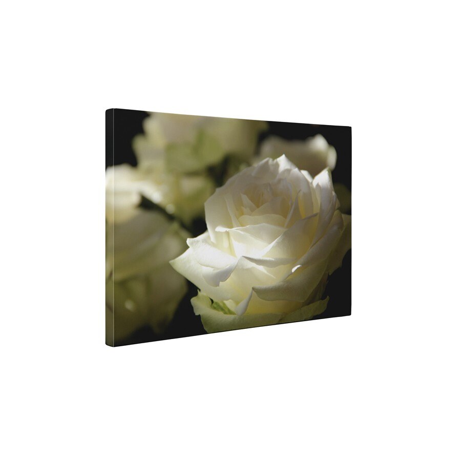 Trandafirul alb - Tablou Canvas - 45x60 cm