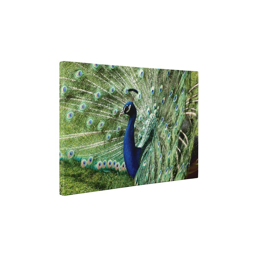 O frumusete de paun - Tablou Canvas - 60x75 cm