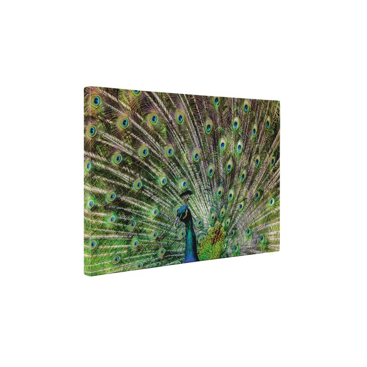 Paun - Tablou Canvas - 75x100 cm