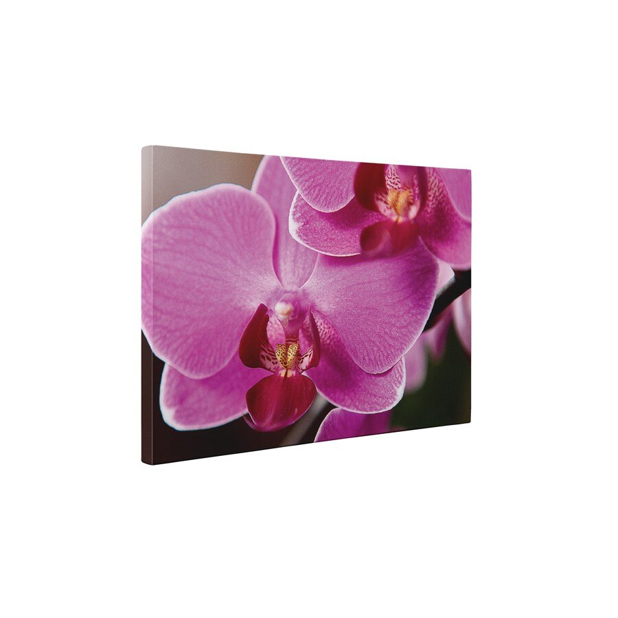 Florile orhideei - Tablou Canvas - 60x75 cm
