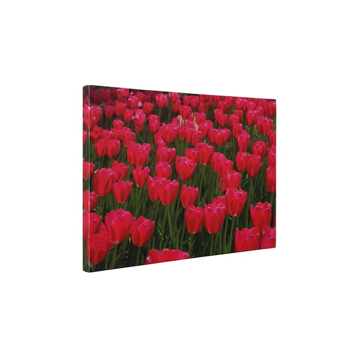 Lalele - Tablou Canvas - 60x80 cm