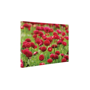 Flori rosii - Tablou Canvas - 90x120 cm Flori rosii - Tablou Canvas - 90x120 cm