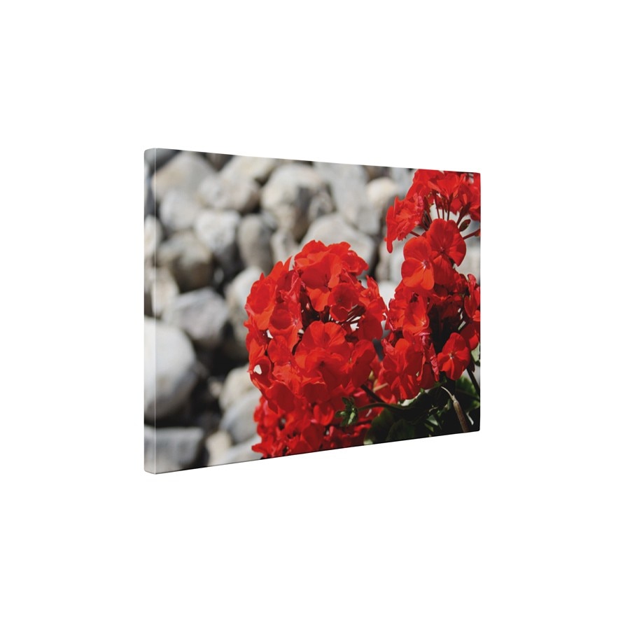 Muscata rosie - Tablou Canvas - 60x75 cm