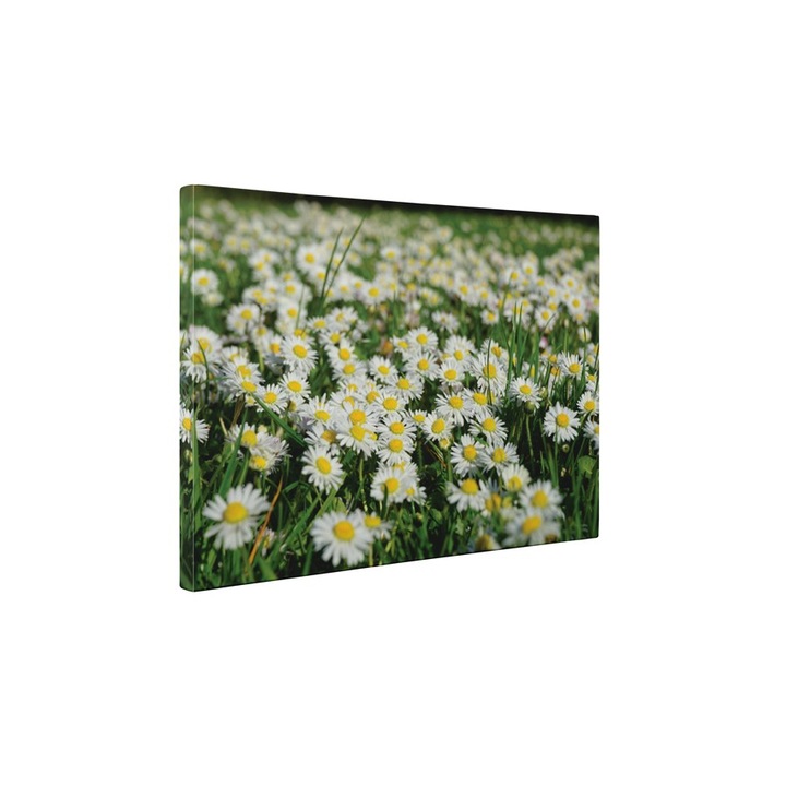 Camp de musetel - Tablou Canvas - 45x60 cm