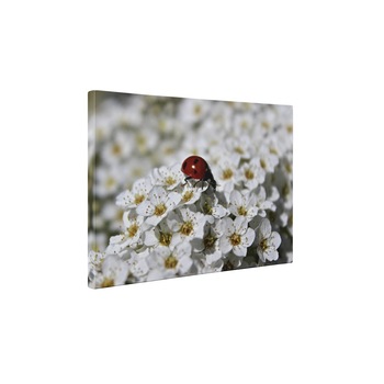 Buburuza pe floricele - Tablou Canvas - 25x35 cm Buburuza pe floricele - Tablou Canvas - 25x35 cm