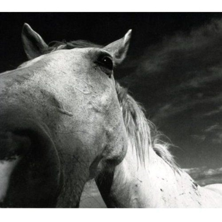 Previte: Big Guns [CD]