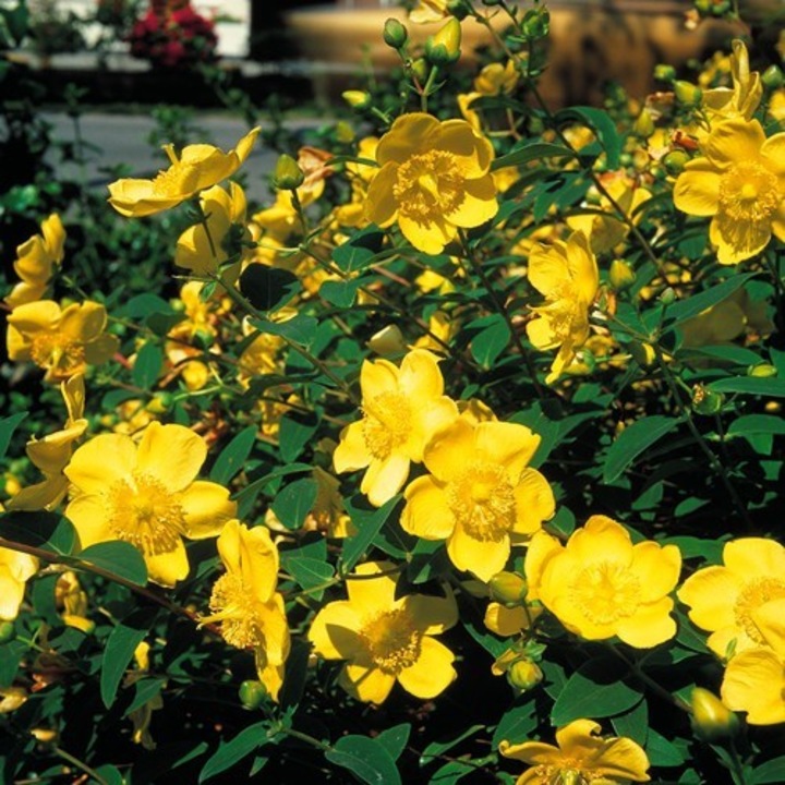 Arbust decorativ, Hypericum x hidcoteense 'Hidcote', flori galbene, 30-40 cm la ghiveci