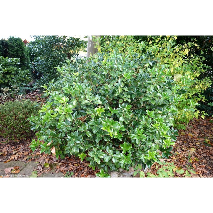 Osmanthus fortunei - arbust peren verde cu flori parfumate, ghiveci C2, H 30-40 cm