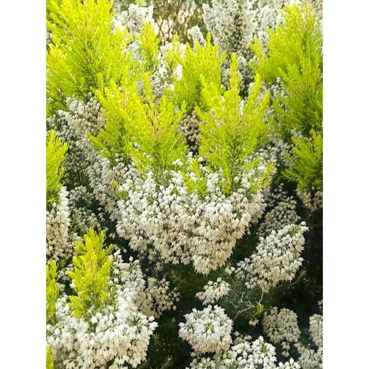 Arbust decorativ Erica arborea 'Estrella Gold', ghiveci P10.5, H 15-20 cm, frunzis auriu, flori albe, rezistent la -10 grade