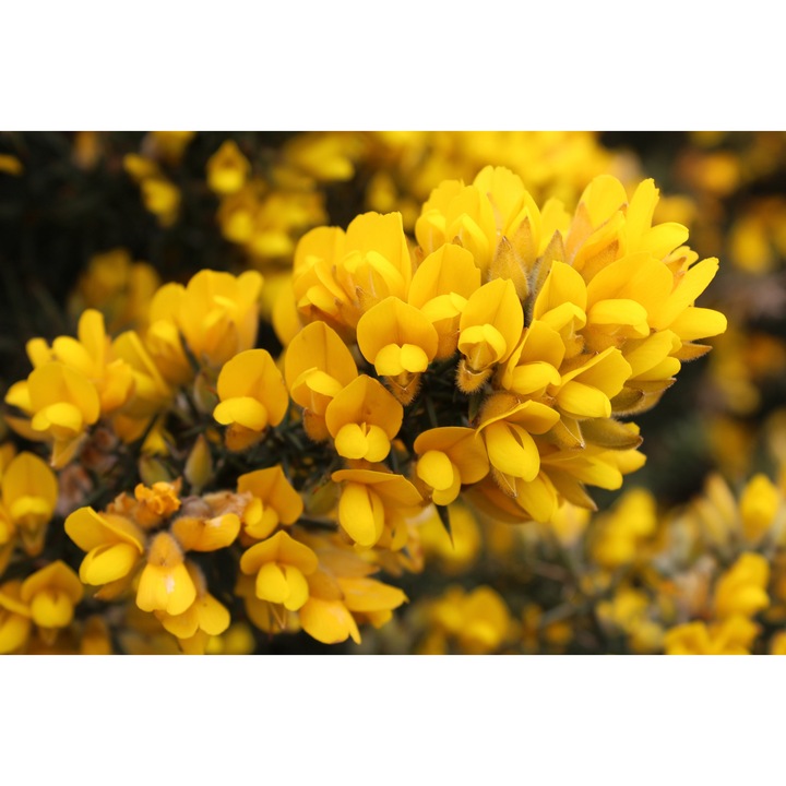 Ulex europaeus, arbust decorativ, sempervirescent, galben, la ghiveci C1.5, H 30-40 cm
