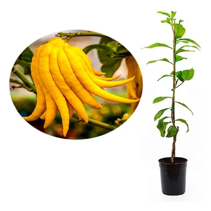 Citrus limetta Pursha Buddha, arbust decorativ fructifer, 70 cm, verde, Serafina