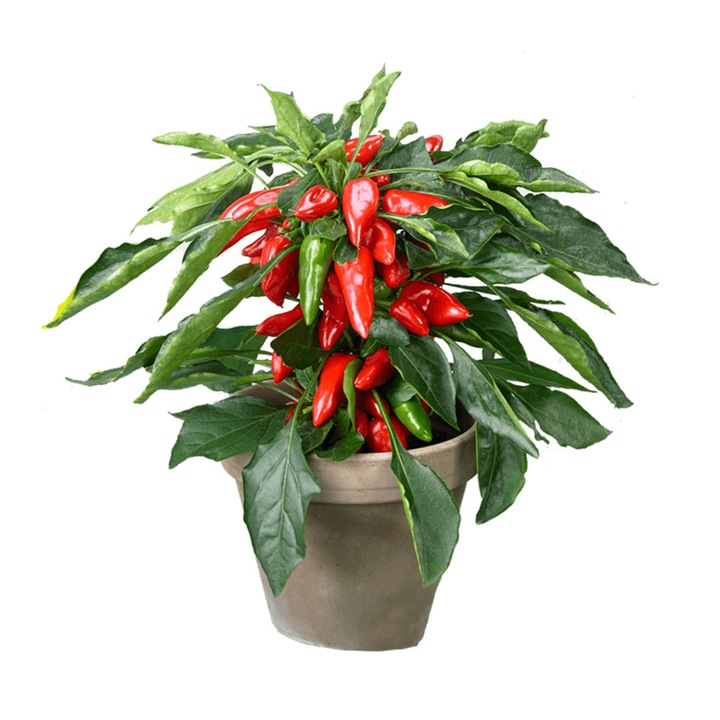 Ardei ornamental Capsicum Sombrero Mix, Serafina, H 30 cm, culori mixte