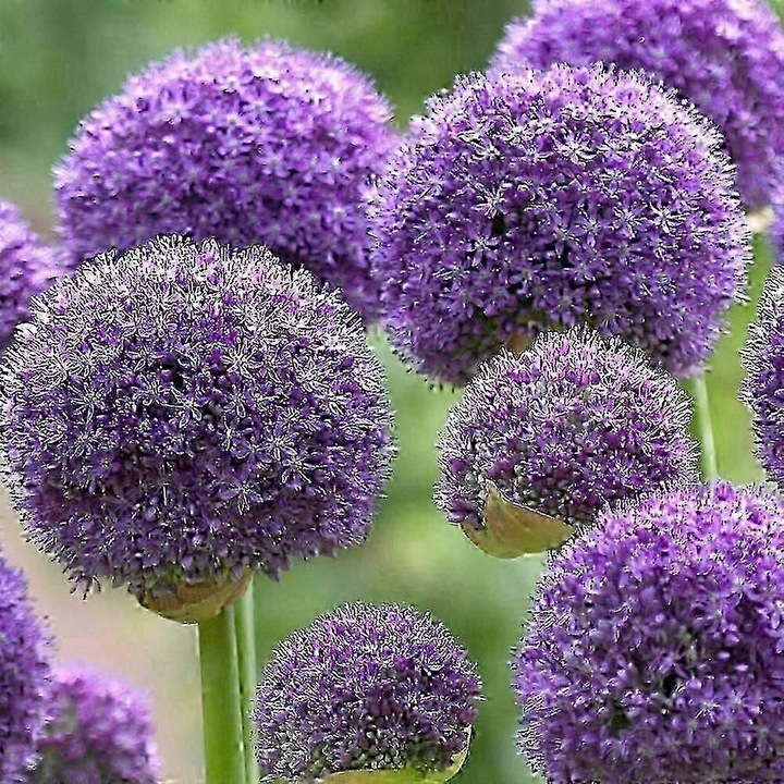 5 db Allium Gladiator hagyma készlet, díszvirág, többszínű, évelő