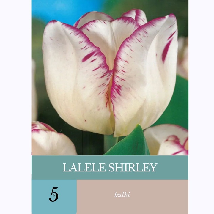 Bulbi de lalele Shirley, 5 bulbi