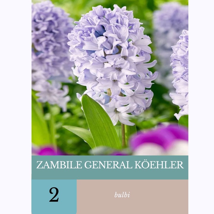 Луковици зюмбюл General Köehler, 2 луковици