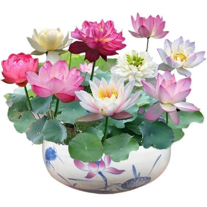 Pachet 100 seminte de lotus pentru gradina, flori multicolore, plantare in iaz