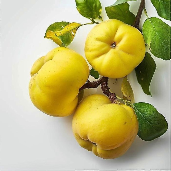 15 Seminte de Gutui Semi-salbatice pentru Permacultura, reproductibile, ne-hibride, fara tratamente chimice