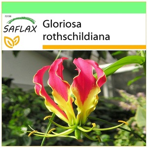 Bulbi, seminte si rasaduri