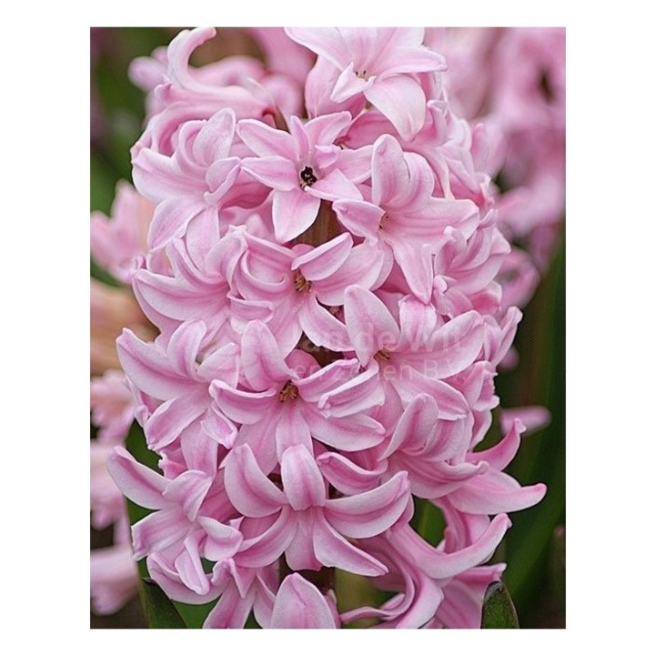 Lada Bulbi zambila, Hyacinthus Fondant 18/19, 200 bulbi