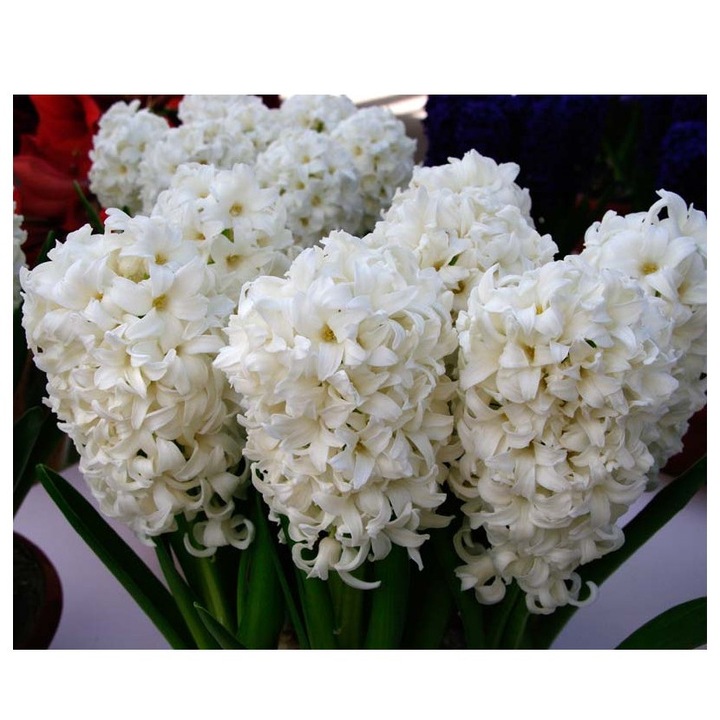 Lada Bulb zambila, Hyacinthus Top White ®18/19, 200 bulbi