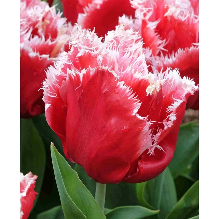 Bulb lalea, Tulipa New Santa® 11/12, 5 bulbi