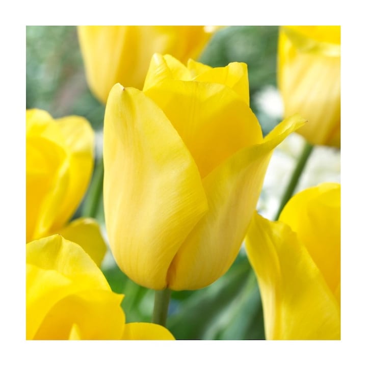 Bulb lalea, Tulipa Strong Gold 12/+, 5 bulbi