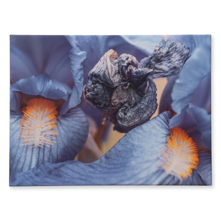 Tablou Canvas 60x100 cm „Iris in Detaliu” – Fotografie Originala – Serie Limitata