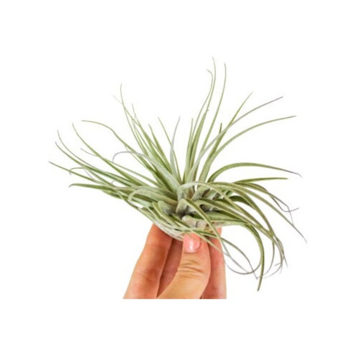Planta aeriana, Tillandsia Oaxacana - Medium