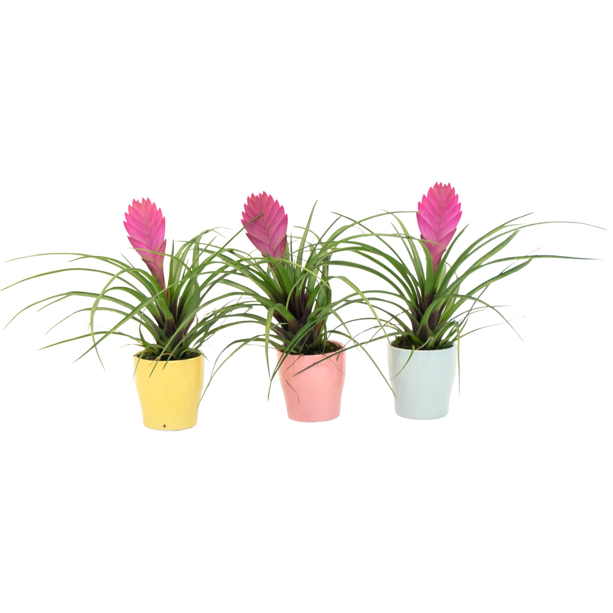 Set de 3 plante de apartament Tillandsia cyanea 'Pastel', inaltime