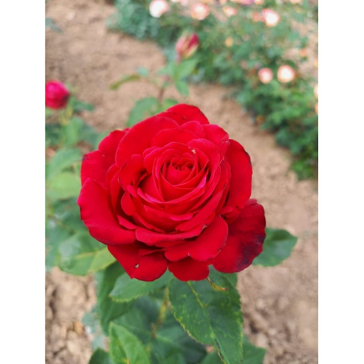 Butas trandafir Grand Gala – radacina nuda, rosu catifelat, elegant si dramatic