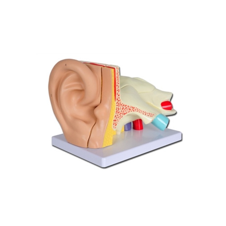 Mulaj ureche, Gima, 3x, 5 piese, multicolor